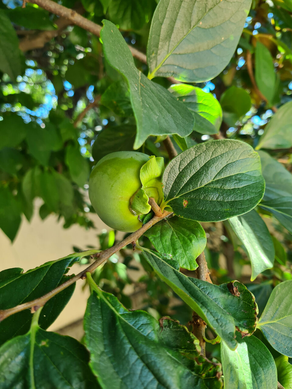 Гостиница Валентин Голубая Бухта-81